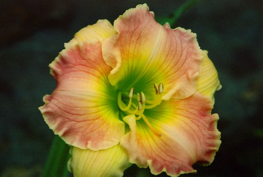 Preeminent Приеминент