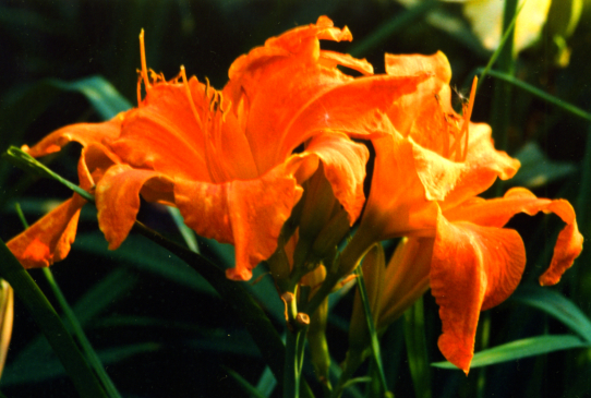 Primal Scream Праймел Скрим