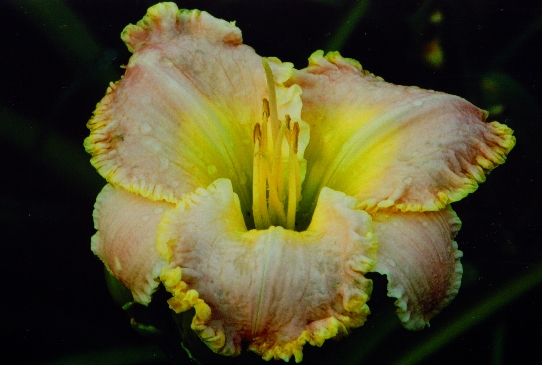 Princess of Wales Принсес оф Уелс