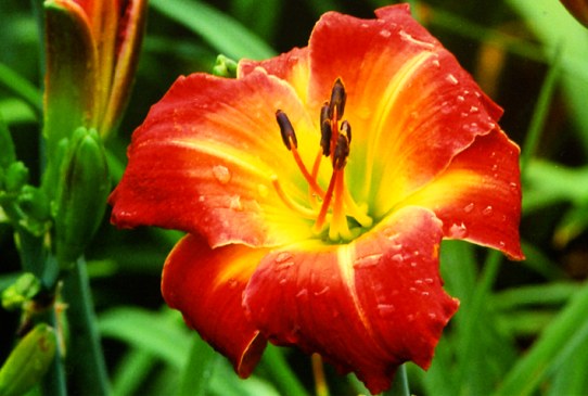 Protocol Протокол