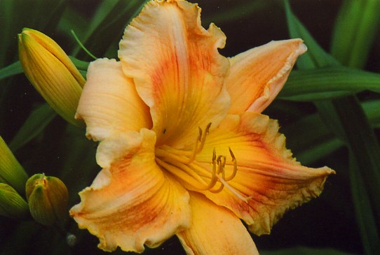 Паг Джарборог  Pug Jarborough