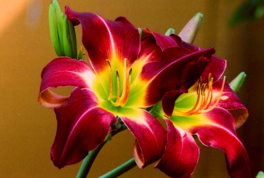 Purple Starburst Пёпл Старбёрст