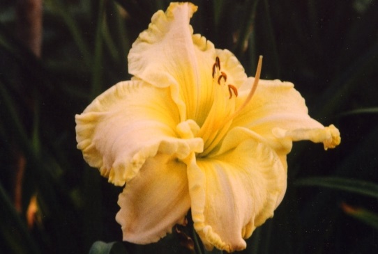 Quartz Rainbow Куотс Рейнбеу