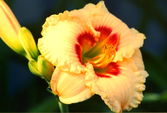 Radiant Ruffles Радиант Рафлз