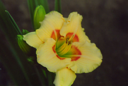 Расбери Канди Raspberry Candy