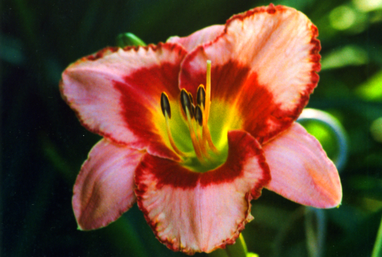 Raspberry Fields Forever Расбери Филдс Форевэ