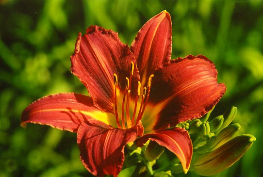 Ред Вельвет Red Velvet