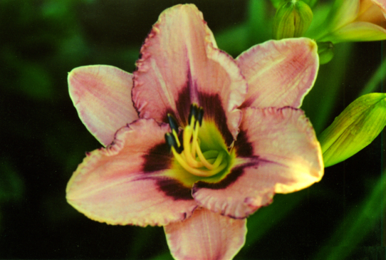 Регал Брайд Regal Braid