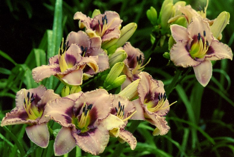 Regal Braid garden Ригд Брейд