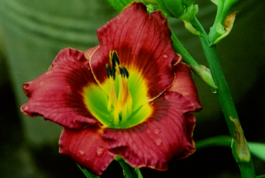 Regal Reflections Регал Рефлекшнс