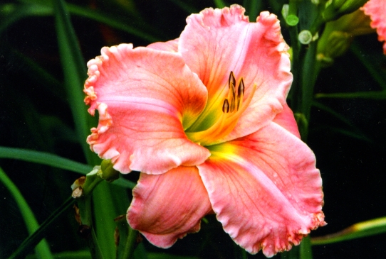 Renie`s Delight Ренджес Дилайт