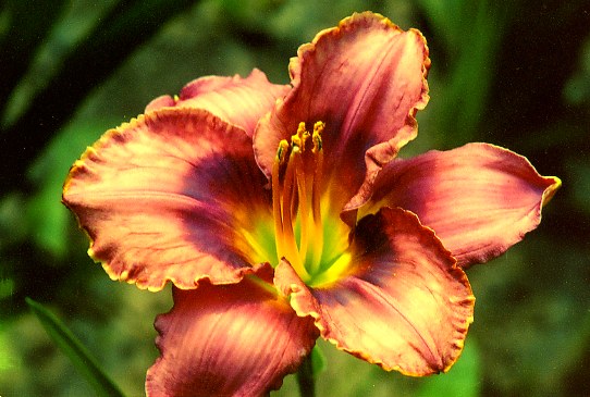 Rhapsody In Time Рапседи Ин Тайм