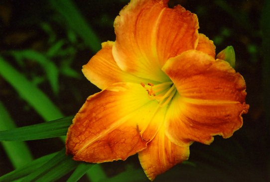 Райсменс Флейм Riseman’s Flame