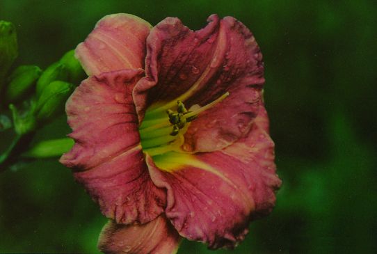 Романтик Роуз Romantic Rose