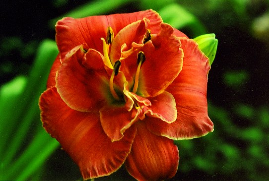 Роуз Косаж  Rose Corsage