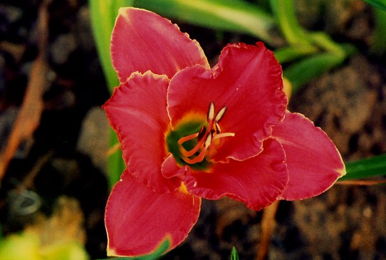 Роуз Фива Rose Fever