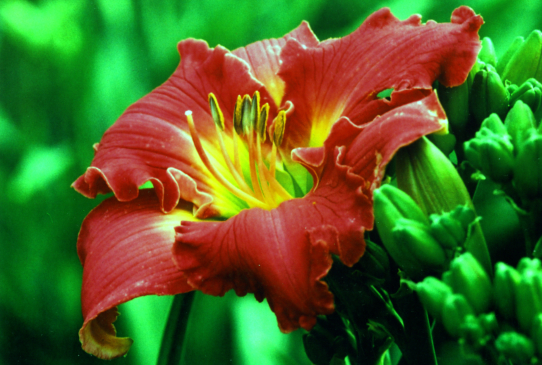 Rose Masterpiece Реуз Мастерпис