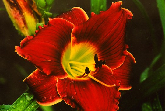 Розы на снегу Roses in Snow