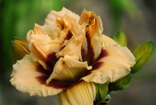 Roswitha Росуиза