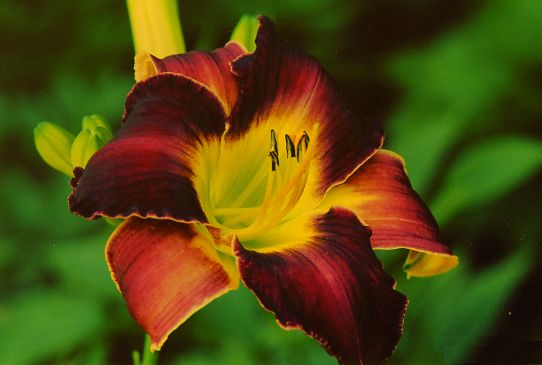 Роял Престиж Royal Prestige