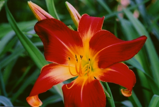 Ruby Spider Руби Спайдер