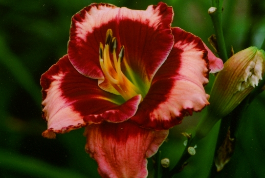 Ruby Storm Руби Сторм