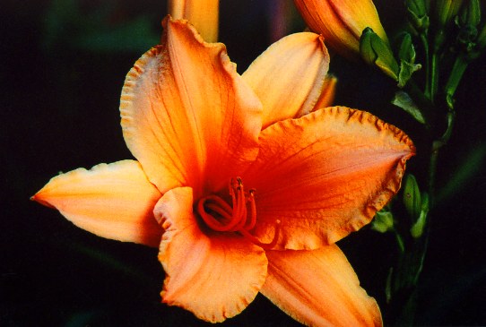 Рафлд Эприкот Ruffled Apricot