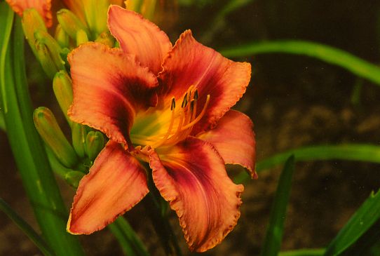 Русская Рапсодия Russian Rhapsody