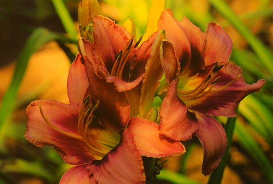 Русская рапсодия Russian Rhapsody