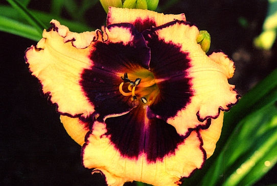 Сабина Баур Sabine Baur