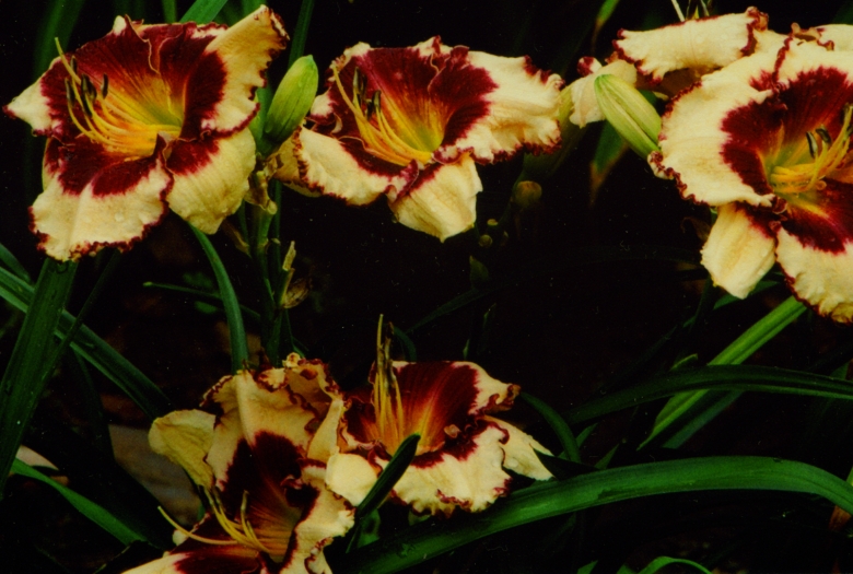 Сабина Баур Sabine Baur