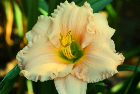 Sabra Salina Сабра Салина