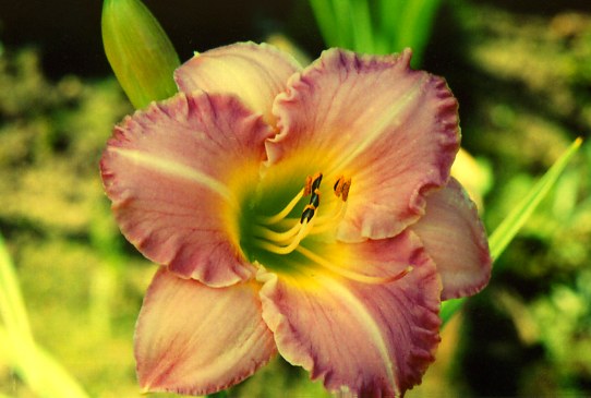 Сан Игнасио San Ignacio