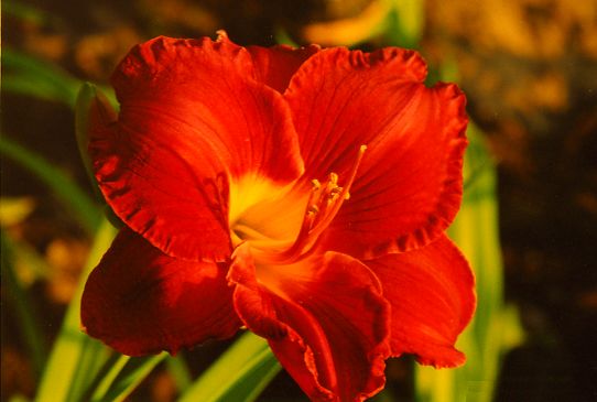 Скарлет Орбит Scarlet Orbit