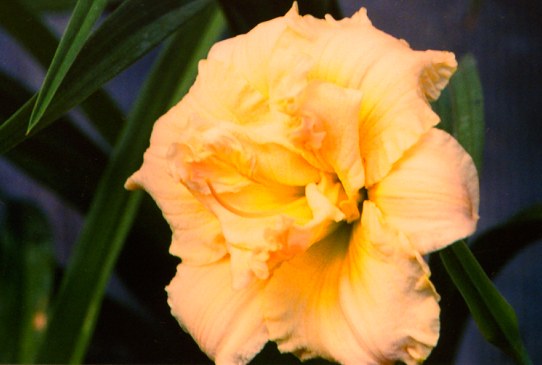 Schnikel Fritz Шникел Фриц