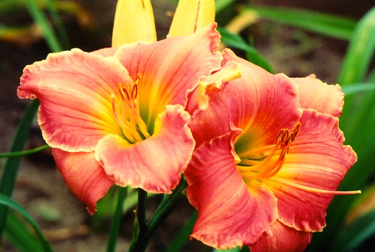 Семиноле Уинд Seminole Wind