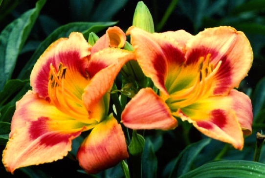 Shadows Within Шадоуз Уизин