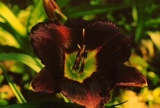 Шака Зулу Shaka Zulu