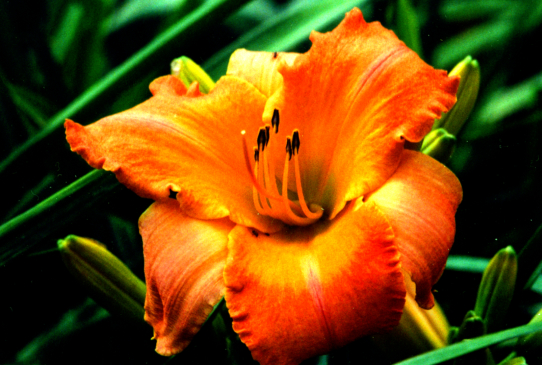 Shaolin Priest Шаолинь Прайст