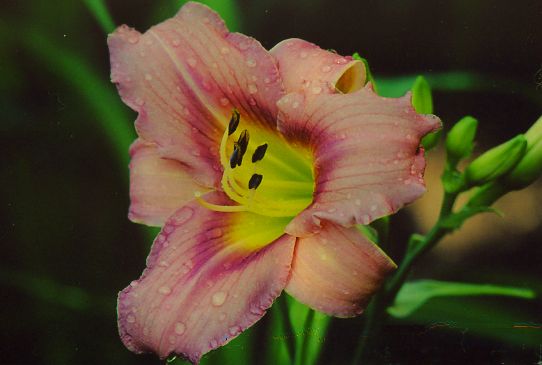 Шопфингер Анфанг Shopfinger Anfang