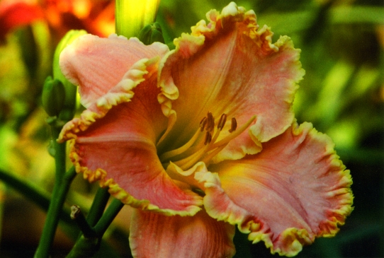 Shores of Time Шоо оф Тайм