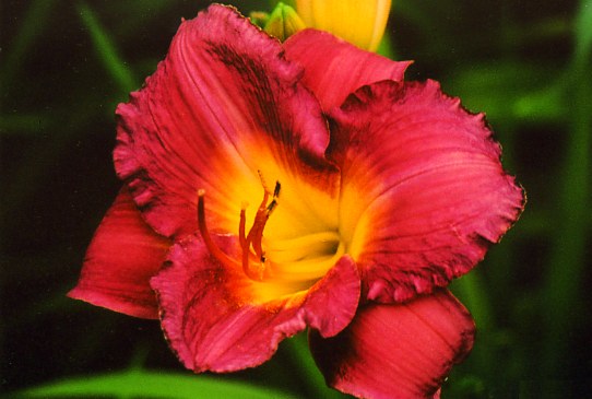 Сайлент Центри Silent Sentry