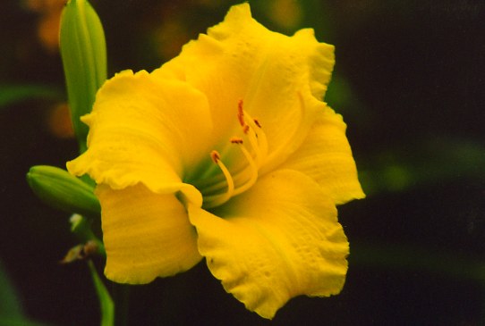 Силоам Амазин Грэйс Siloam Amazing Grace