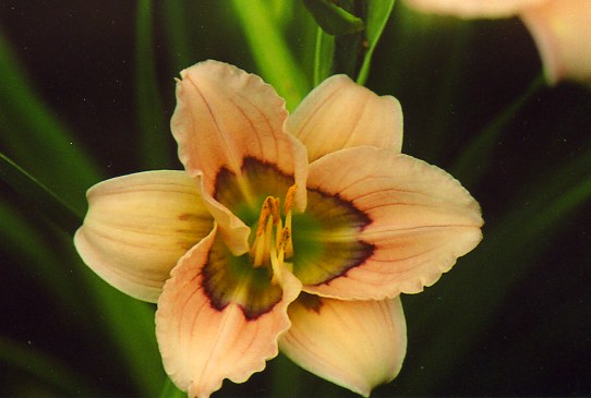 Силоам Давид Кирчоф  Siloam David Kirchhoff