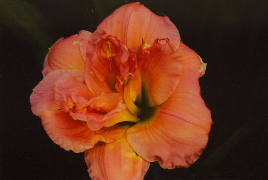 Силоам Дабл Классик Siloam Double Classic