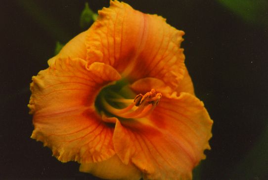 Силоам Френч Дол Siloam French Doll