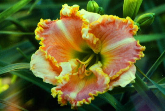 Singular Sensation Сингджеле Сенсейшн