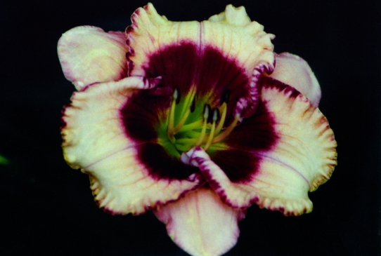 Спейскоаст Гэтор Ай Spacecoast Gator Eye