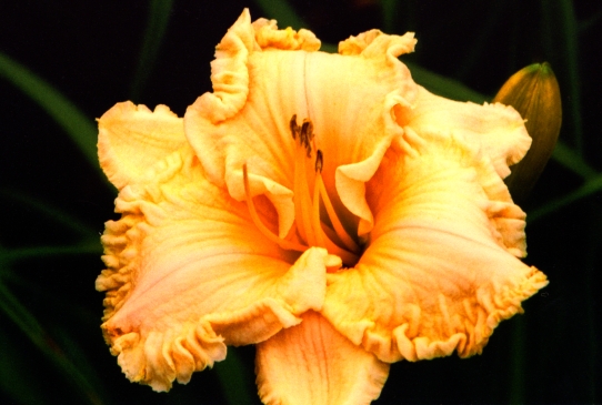 Spacecoast Krinkles Спейскоаст Кринклес