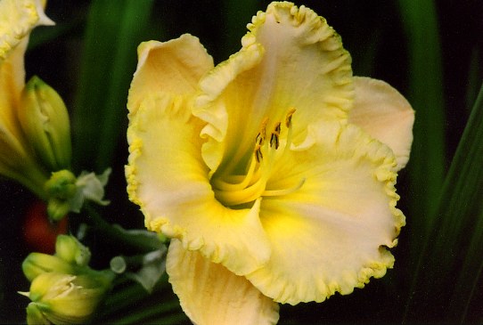 Spacecoast Scrambled Спейскоуст Скрамблед